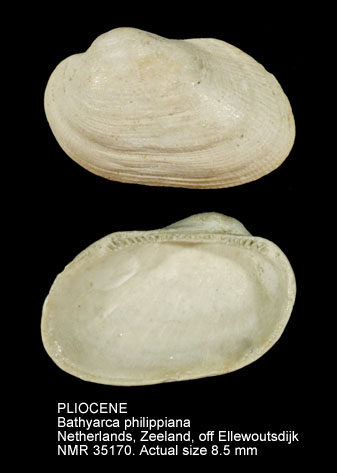 PLIOCENE Bathyarca philippiana.jpg - PLIOCENE Bathyarca philippiana (Nyst,1848)
